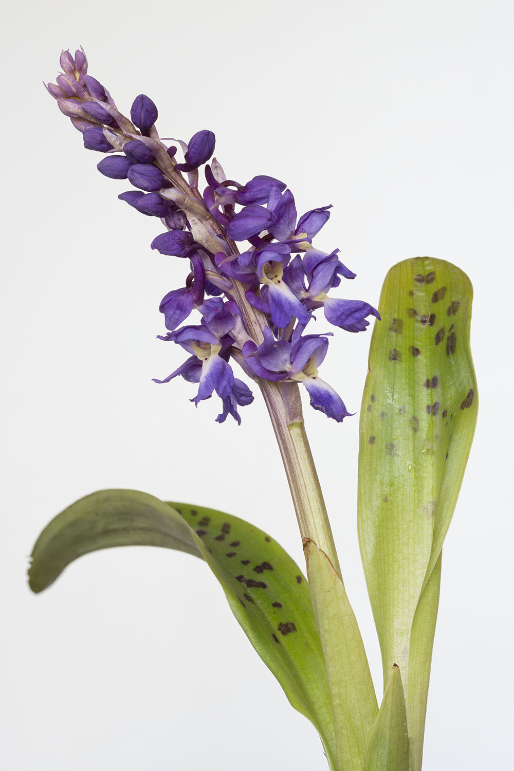 Fleur sauvage du mois de mai, photographi&eacute;e pendant le confinement